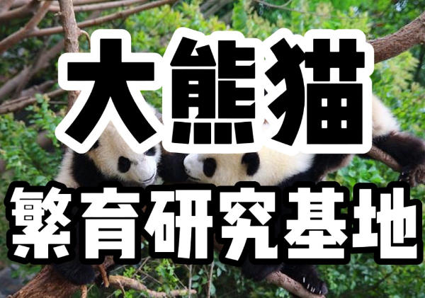大熊猫繁育研究基地